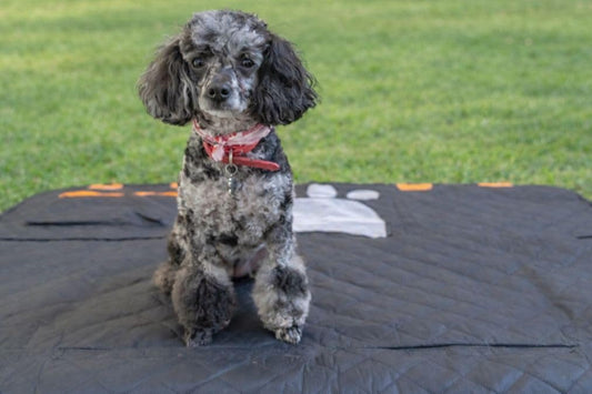 4-in-1 Convertible Dog Car Seat Cover, Waterproof Back Seat