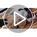Dog Ramp - Folding, Nonslip Pet Ramp for Dogs to Get into