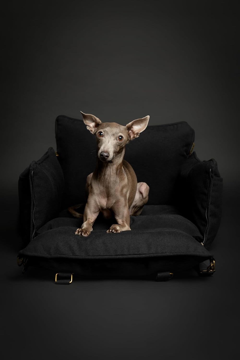 NOAH & PAW Small Dog Car Seat for Small Medium Pets with Harness Clip, 4X Safety Feature, Washable, Waterproof Dog Seat for Car, Orthopedic Foam Wrapped with Plush, Canvas Material
