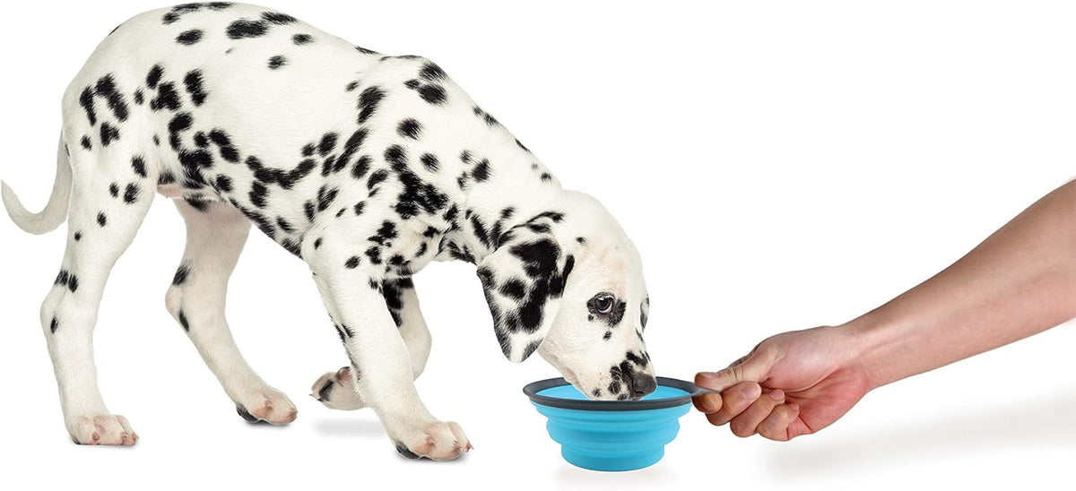 Dexas Popware for Pets Collapsible Travel Cup, Large, Gray/Blue