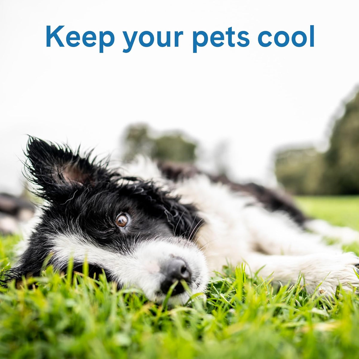Cool Pet Pad - Large, Blue