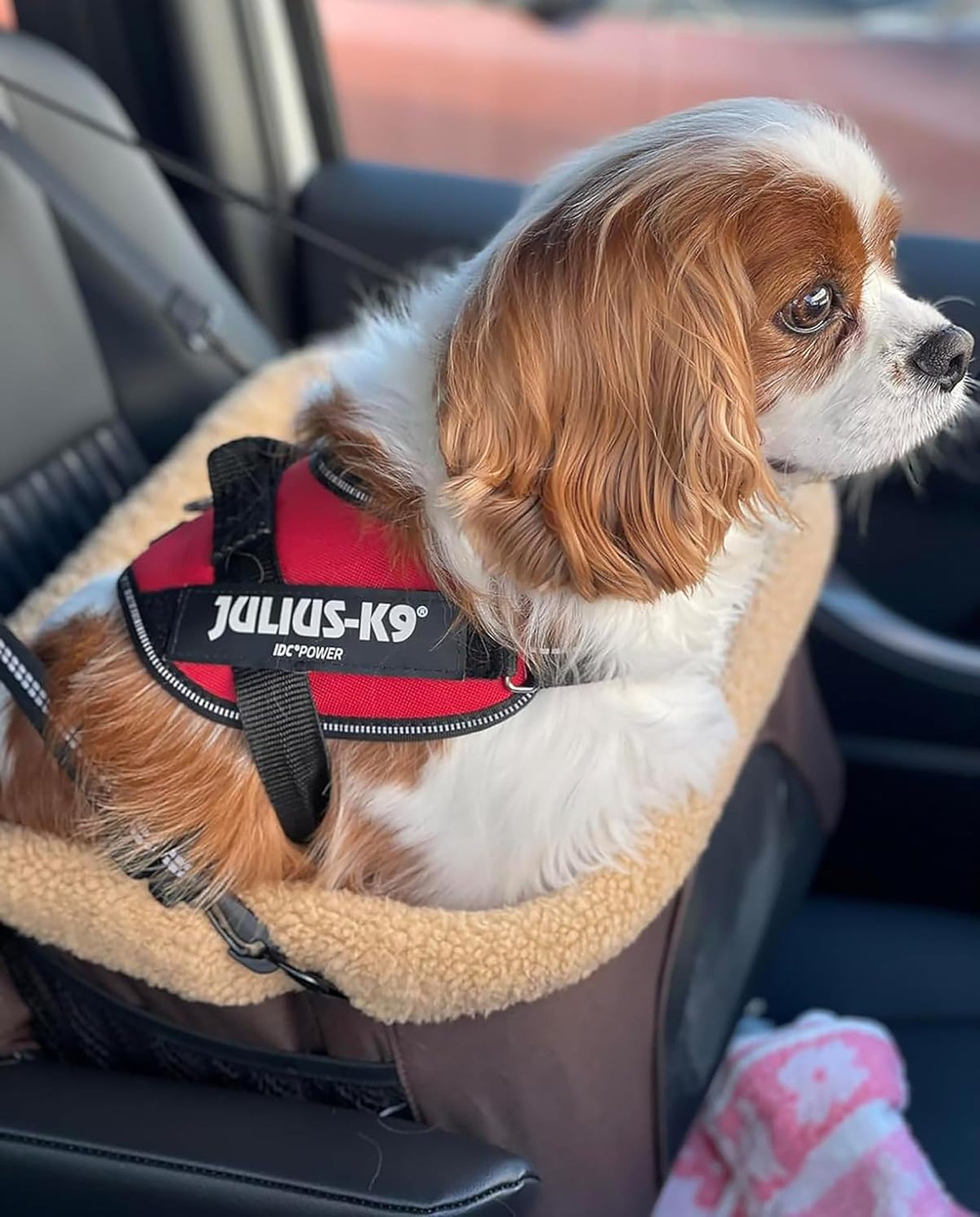 Deluxe Dog Booster Seat with Height-Adjustable Foldable
