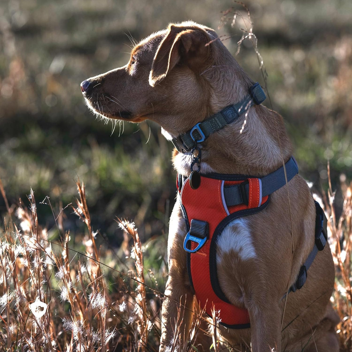 Embark Adventure No-Pull Medium Dog Harness – Reflective